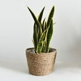 thumbnail image 1 of Rustic Handcrafted Straw Natural Seagrass Plant Basket Flower Pot Holder Storage Lining Planter Pots Container Flowerpot indoor and outdoor - 22x15x14CM Medium, 1 of 8