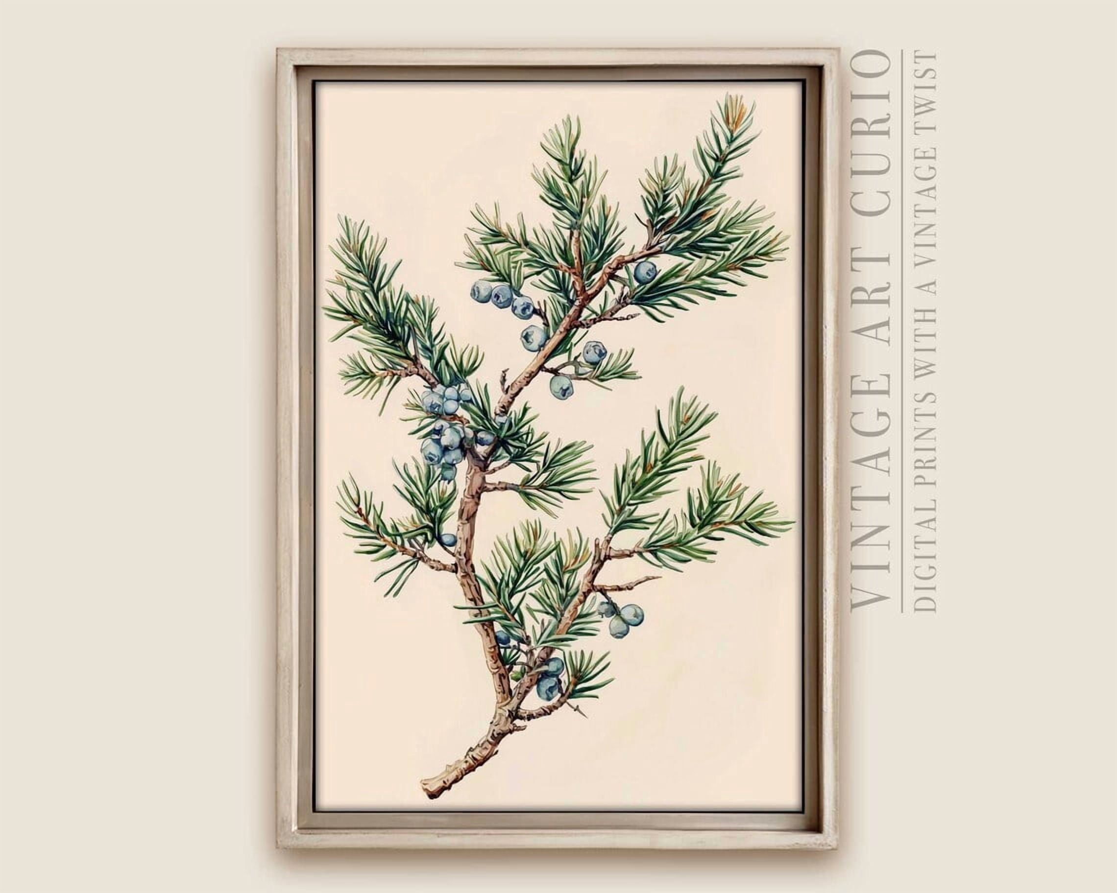 Rustic Juniper Branch Vintage Botanical Illustration Art Print Poster ...