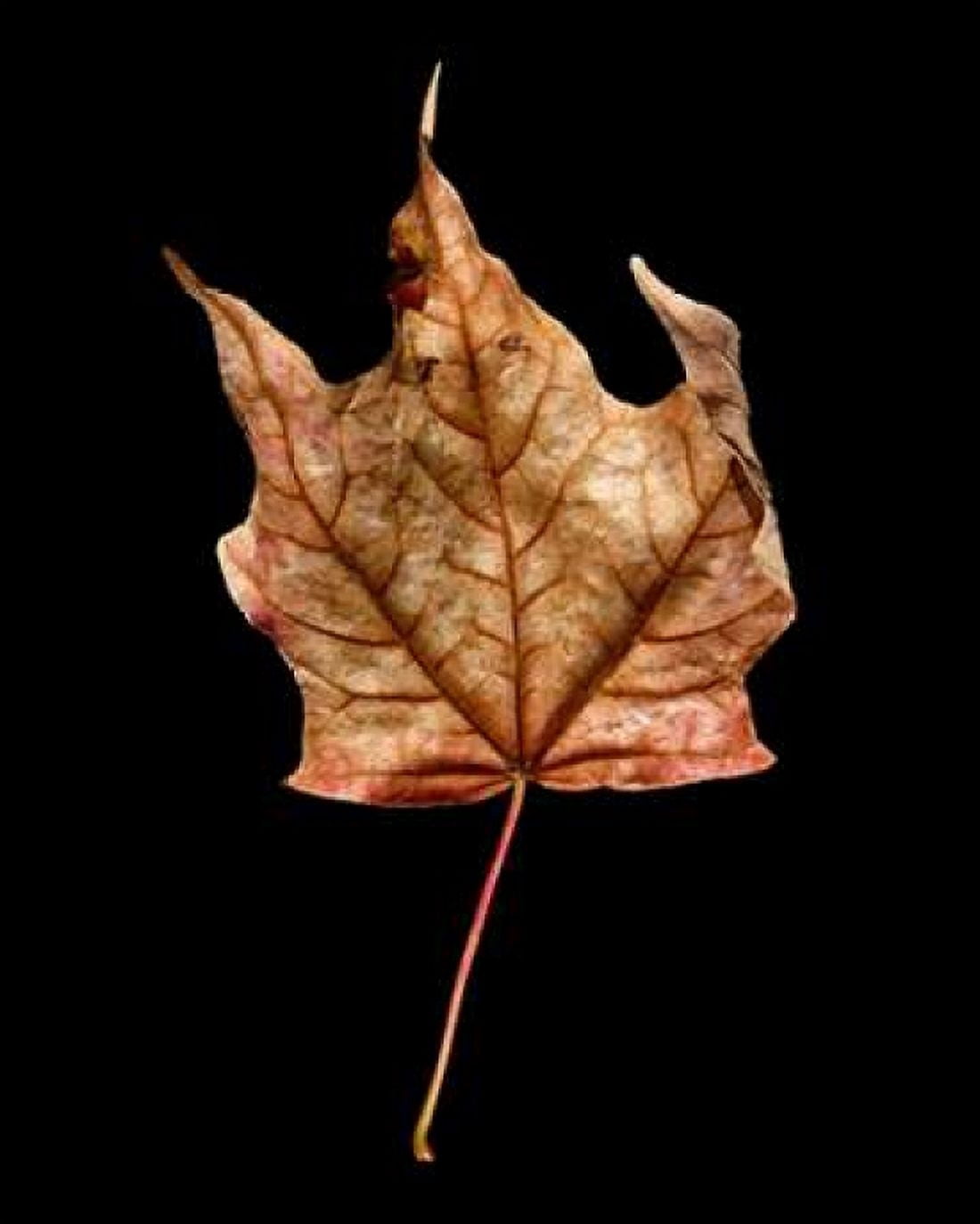 Rustic Leaf 3 Canvas Art - David Bookbinder (24 x 30)