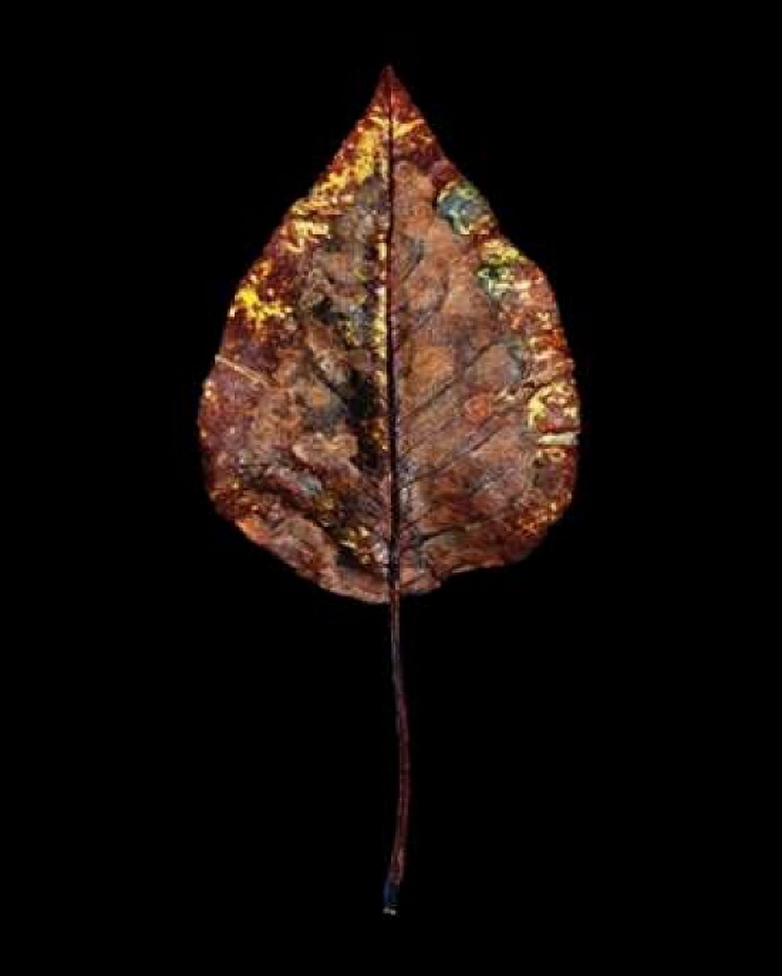 Rustic Leaf 4 Canvas Art - David Bookbinder (24 x 30)