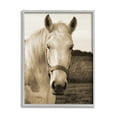 thumbnail image 1 of Rustic Sepia tone Portrait of White Horse 11 in x 14 in Framed Photography Art Prints, by Stupell Home Décor, 1 of 7