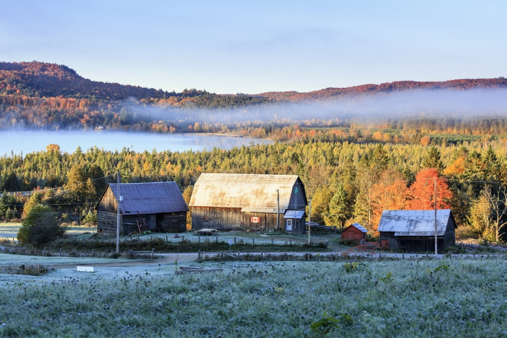 Rustic buildings and barn among autumn colors at sunrise Blanche Outaouais Quebec Canada Canvas Art - Yves Marcoux Design Pics (38 x 24)