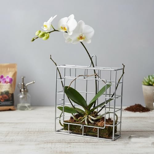 real succulents plants Succulent – Liberty Landscape Supply
