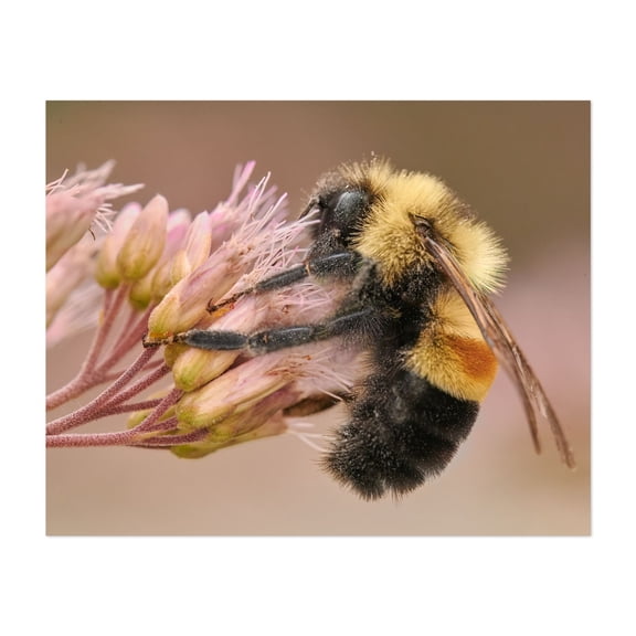 Rusty Patched Bumblebee - Photography Insect Wildlife Nature Floral Botanical Animal Garden Unframed Wall Art Print 16 x 20 inches