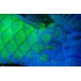 thumbnail image 1 of Rusty parrotfish tail section, Um Halhla Abu Dabbab, Red Sea, Egypt Poster Print by Ali Kabas (17 x 11), 1 of 1