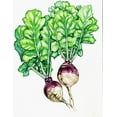 thumbnail image 1 of Rutabaga American Purple Top Great Heirloom Vegetable 4,000 Seeds, 1 of 4