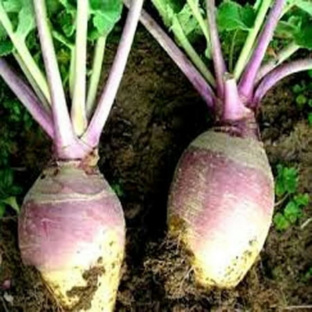 Rutabaga, American Purple Top Rutabaga Seeds, Heirloom, Non GMO, 100 Seeds