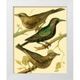 thumbnail image 1 of Rutledge, W. 15x18 White Modern Wood Framed Museum Art Print Titled - Domestic Bird Family IV, 1 of 4