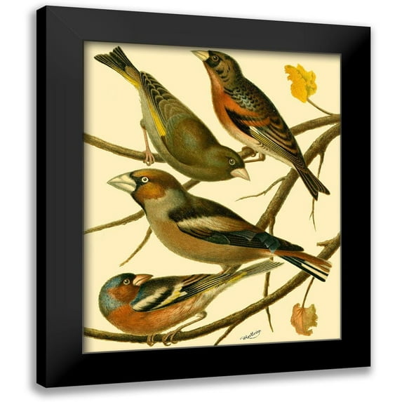 Rutledge, W. 20x24 Black Modern Framed Museum Art Print Titled - Domestic Bird Family II