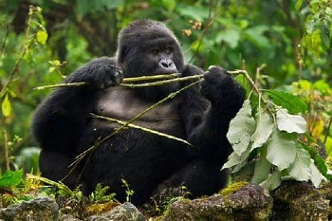 Rwanda Blackback Mountain Gorilla Buffalo Wall Canvas Art - Ralph H Bendjebar DanitaDelimont (36 x 24)