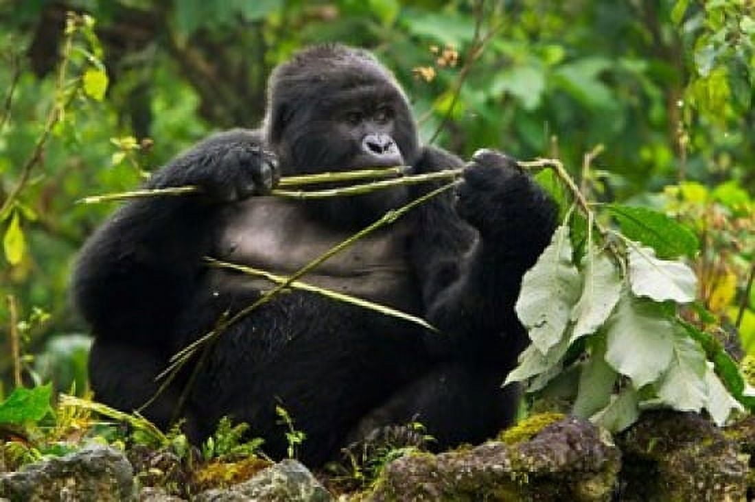 Rwanda Blackback Mountain Gorilla Buffalo Wall Canvas Art - Ralph H Bendjebar DanitaDelimont (41 x 28)