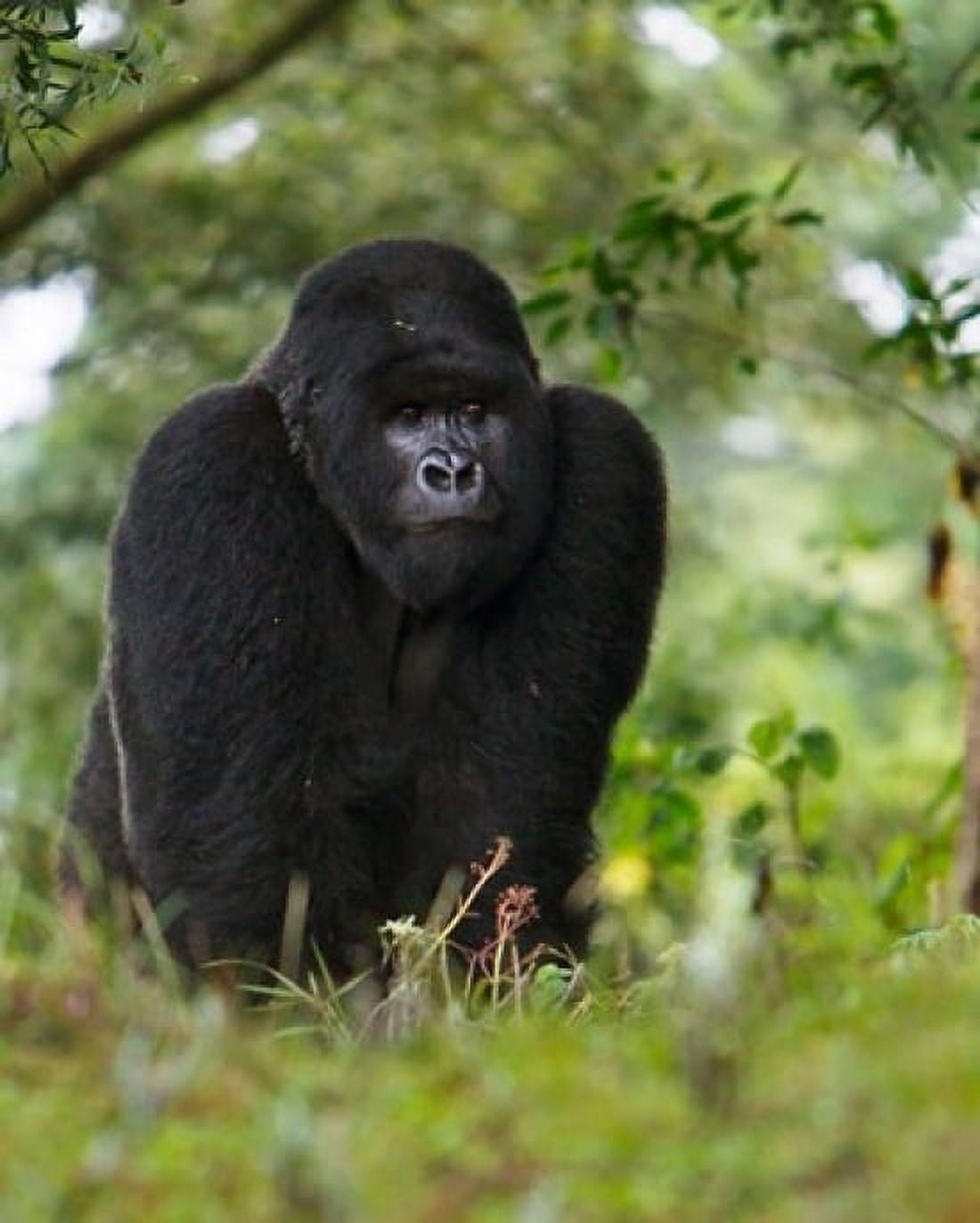 Rwanda Kigoma Mountain Gorilla No 3 Silverback Canvas Art - Ralph H Bendjebar DanitaDelimont (14 x 17)
