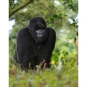 Rwanda Kigoma Mountain Gorilla No 3 Silverback Canvas Art - Ralph H Bendjebar DanitaDelimont (14 x 17)