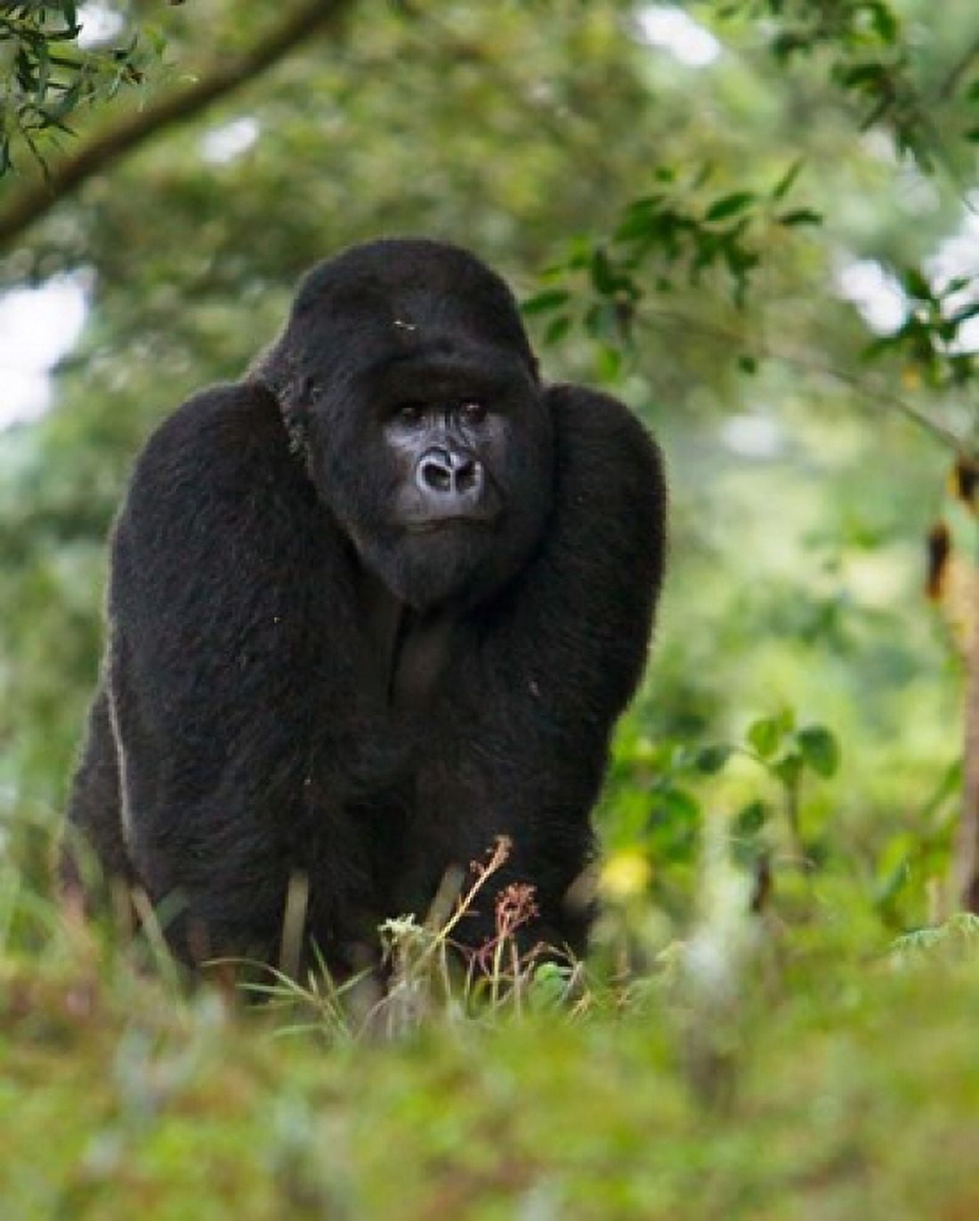 Rwanda Kigoma Mountain Gorilla No 3 Silverback Canvas Art - Ralph H Bendjebar DanitaDelimont (28 x 34)