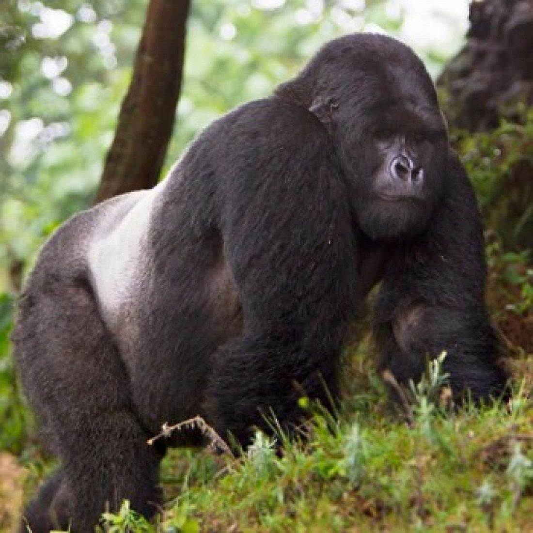 Rwanda Mountain Gorilla No 2 Silverback Canvas Art - Ralph H Bendjebar DanitaDelimont (28 x 28)