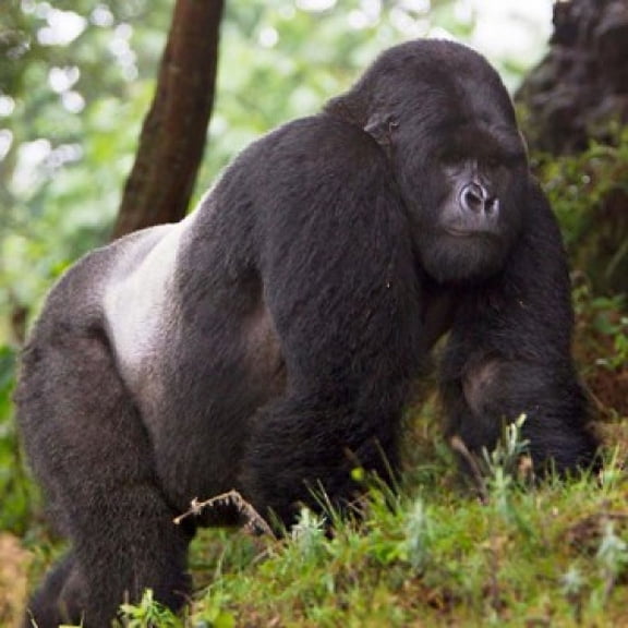 Rwanda Mountain Gorilla No 2 Silverback Canvas Art - Ralph H Bendjebar DanitaDelimont (28 x 28)