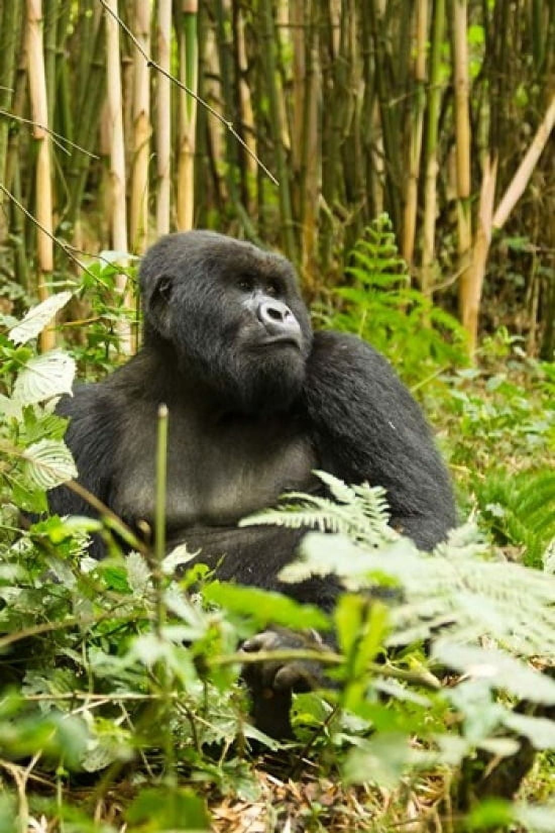 Rwanda Mountain Gorilla Silverback Canvas Art - Joe & Mary Ann McDonald DanitaDelimont (11 x 17)