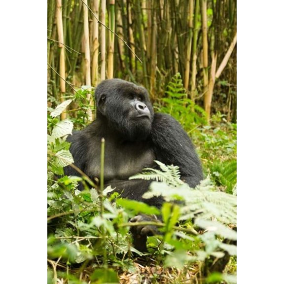 Rwanda Mountain Gorilla Silverback Canvas Art - Joe & Mary Ann McDonald DanitaDelimont (11 x 17)