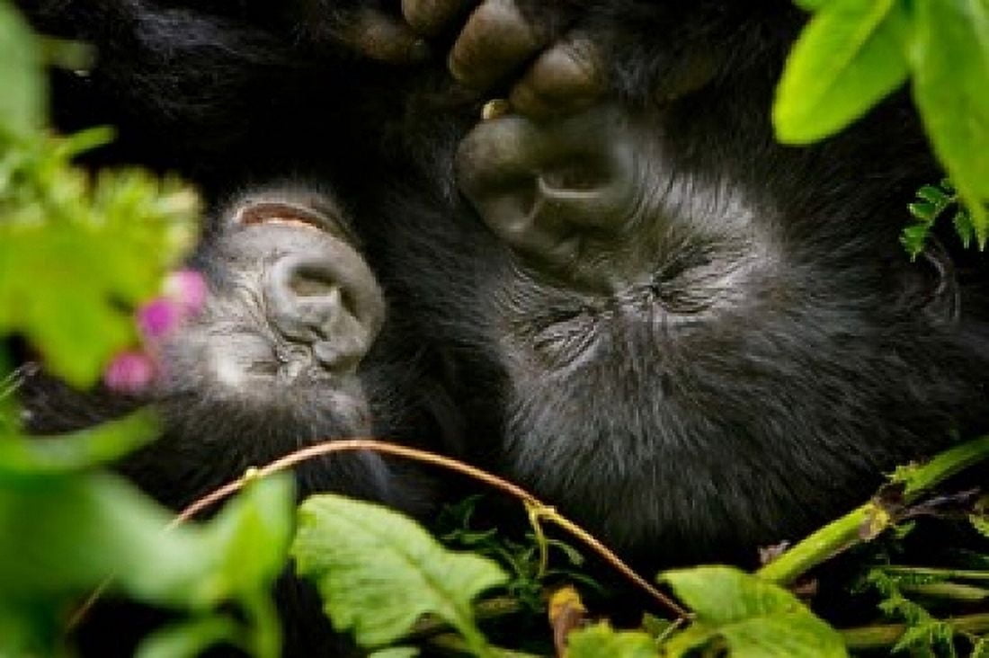 Rwanda Mountain Gorilla Volcanoes NP Canvas Art - Ralph H Bendjebar DanitaDelimont (36 x 24)