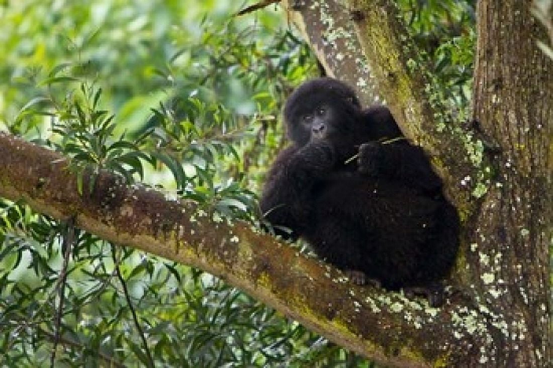 Rwanda Mountain Gorilla forages Buffalo Wall Canvas Art - Ralph H Bendjebar DanitaDelimont (36 x 24)