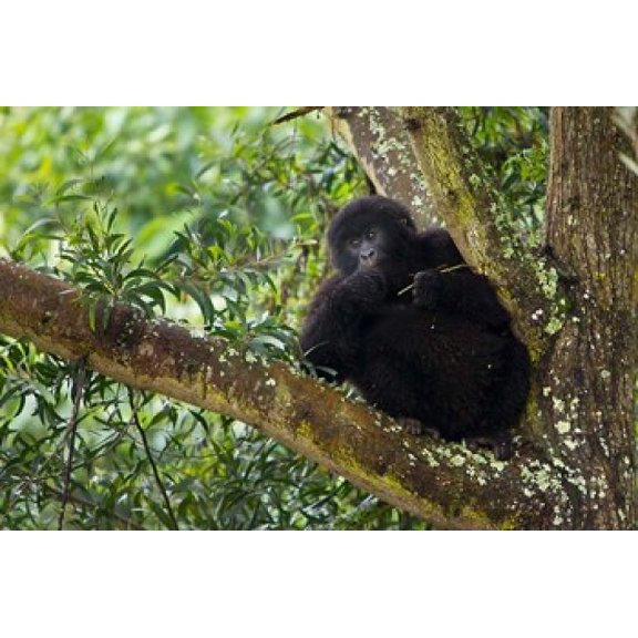 Rwanda, Mountain Gorilla forages, Buffalo Wall Poster Print by Ralph H. Bendjebar (41 x 28)
