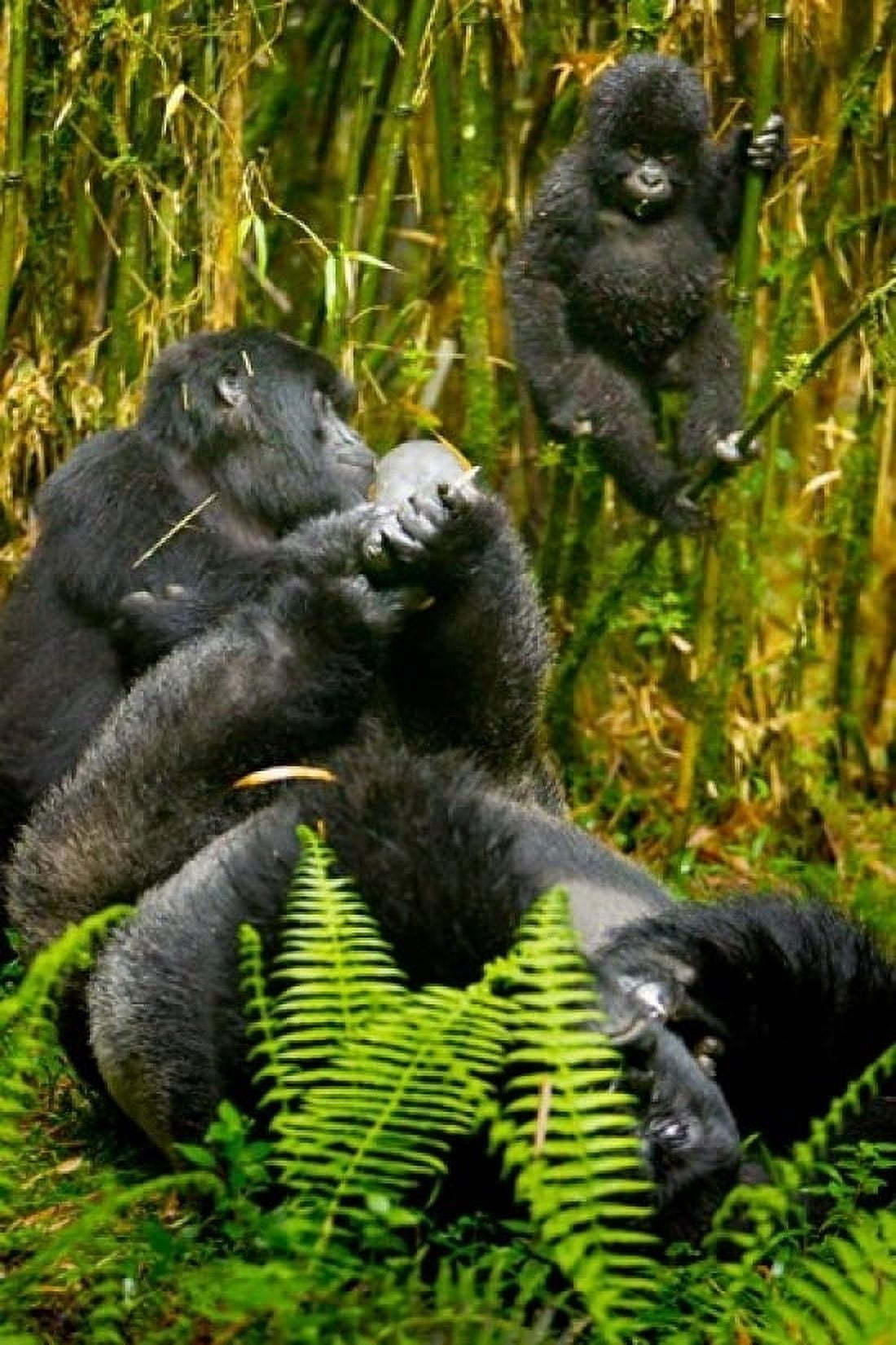 Rwanda Silverback Mountain Gorillas Canvas Art - Ralph H Bendjebar DanitaDelimont (18 x 24)
