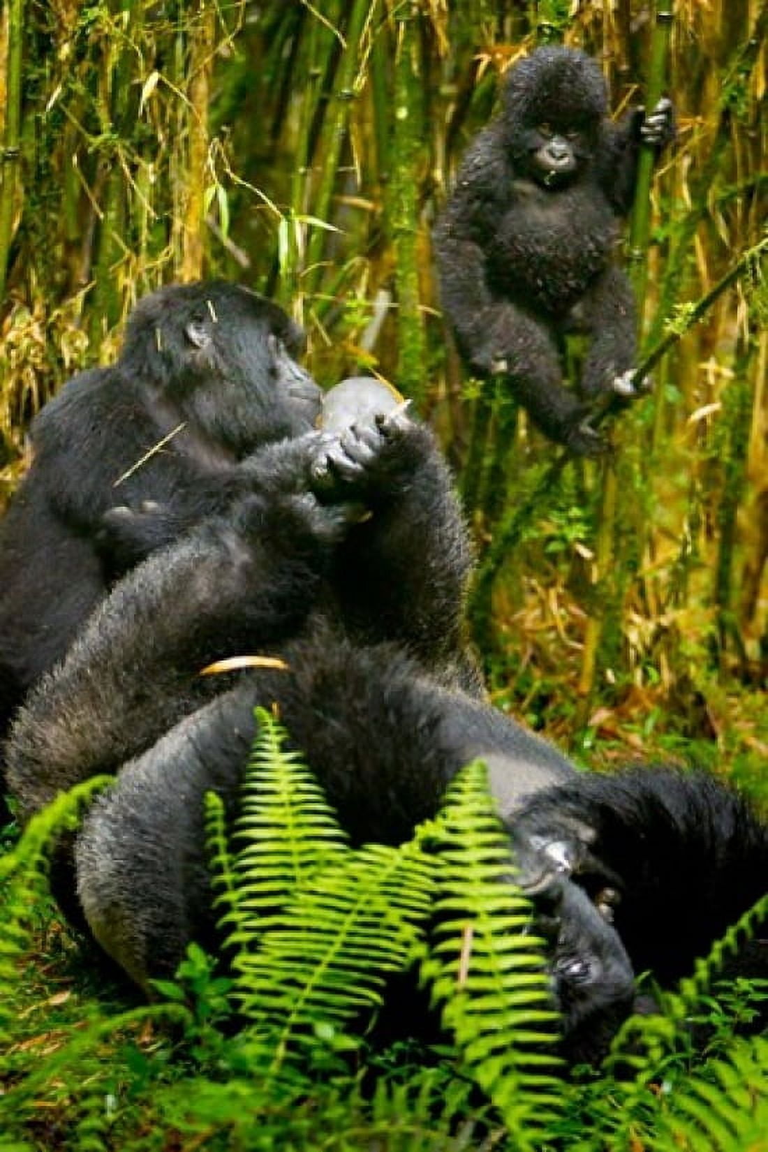 Rwanda Silverback Mountain Gorillas Canvas Art - Ralph H Bendjebar DanitaDelimont (25 x 37)