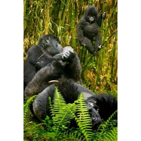 Rwanda Silverback Mountain Gorillas Canvas Art - Ralph H Bendjebar DanitaDelimont (25 x 37)