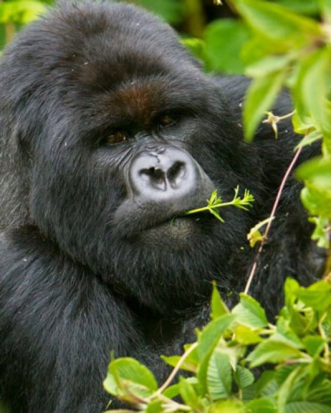 Rwanda Silverback Mtn Gorilla Volcanoes NP Canvas Art - Ralph H Bendjebar DanitaDelimont (23 x 29)