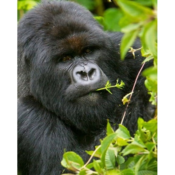 Rwanda Silverback Mtn Gorilla Volcanoes NP Canvas Art - Ralph H Bendjebar DanitaDelimont (23 x 29)