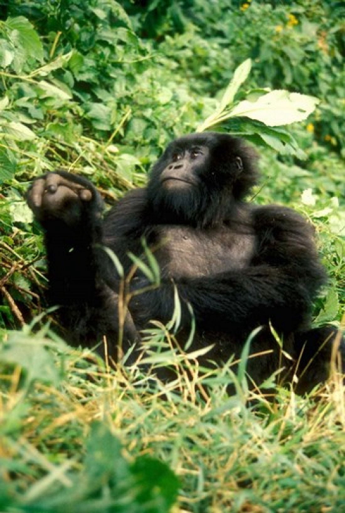 Rwanda Six year old mountain Gorilla March Canvas Art - Alison Jones DanitaDelimont (25 x 36)