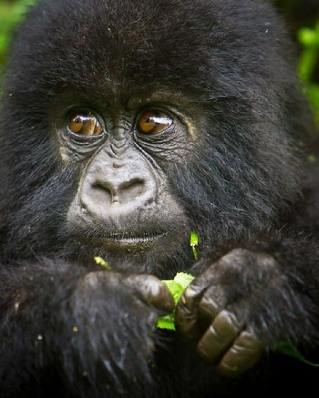Rwanda Volcanoes NP Close up of a Mountain Gorilla Canvas Art - Ralph H Bendjebar DanitaDelimont (14 x 17)