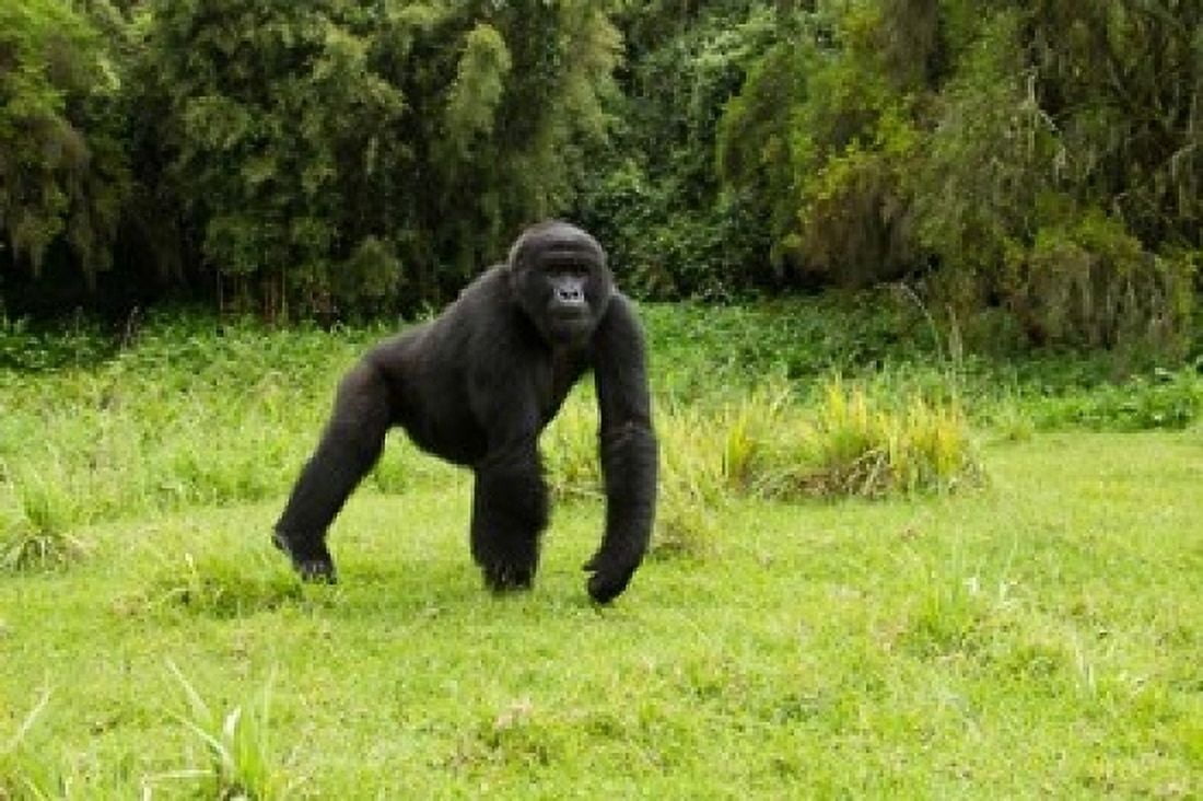 Rwanda Volcanoes NP Mountain Gorilla Running Canvas Art - Joe & Mary Ann McDonald DanitaDelimont (17 x 11)
