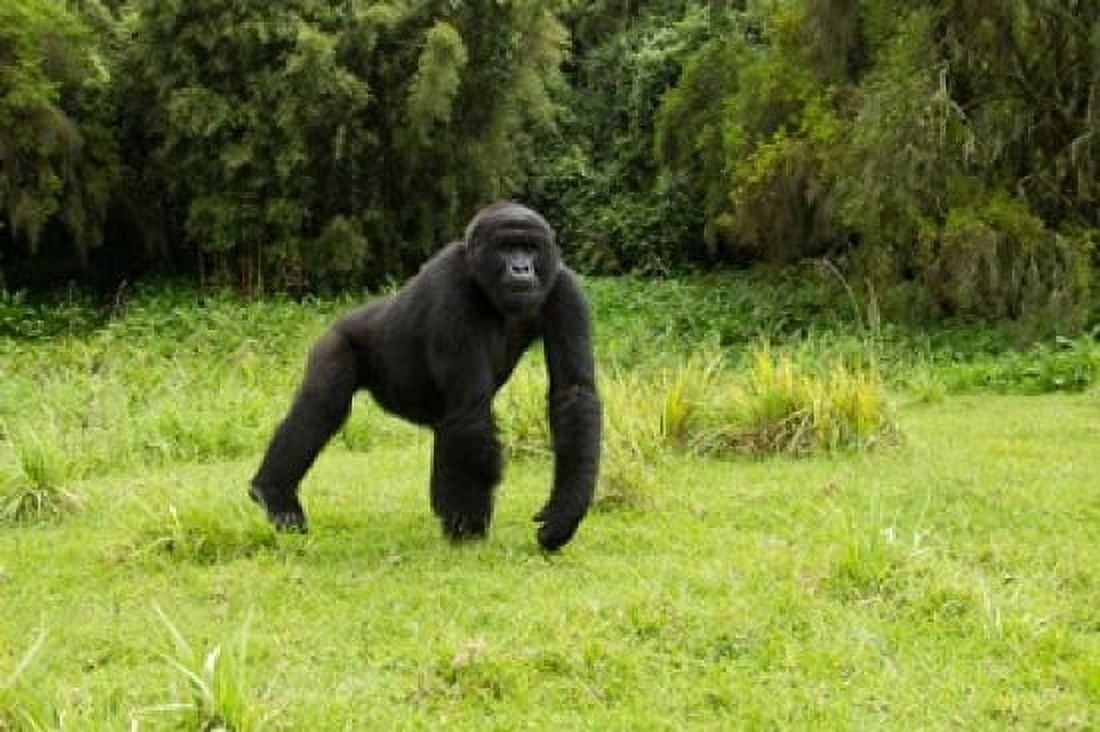 Rwanda Volcanoes NP Mountain Gorilla Running Canvas Art - Joe & Mary Ann McDonald DanitaDelimont (34 x 23)