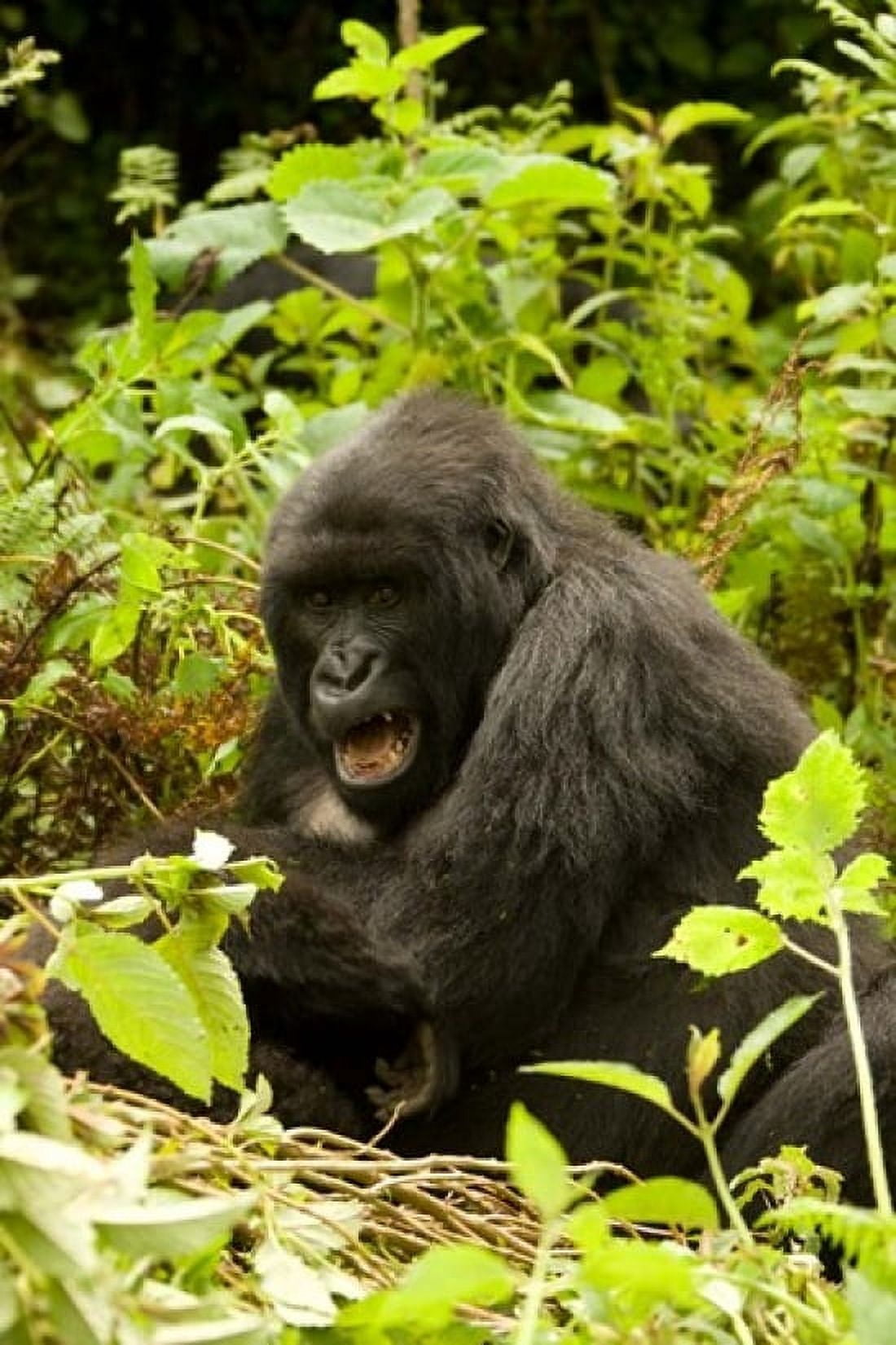 Rwanda Volcanoes NP Mountain Gorilla Sitting Canvas Art - Joe & Mary Ann McDonald DanitaDelimont (23 x 34)