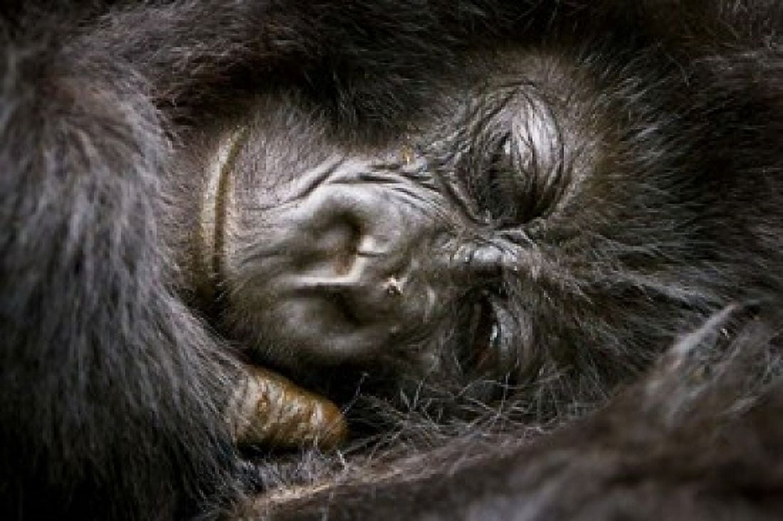 Rwanda Volcanoes NP Mountain Gorilla Sleeping Canvas Art - Ralph H Bendjebar DanitaDelimont (18 x 12)