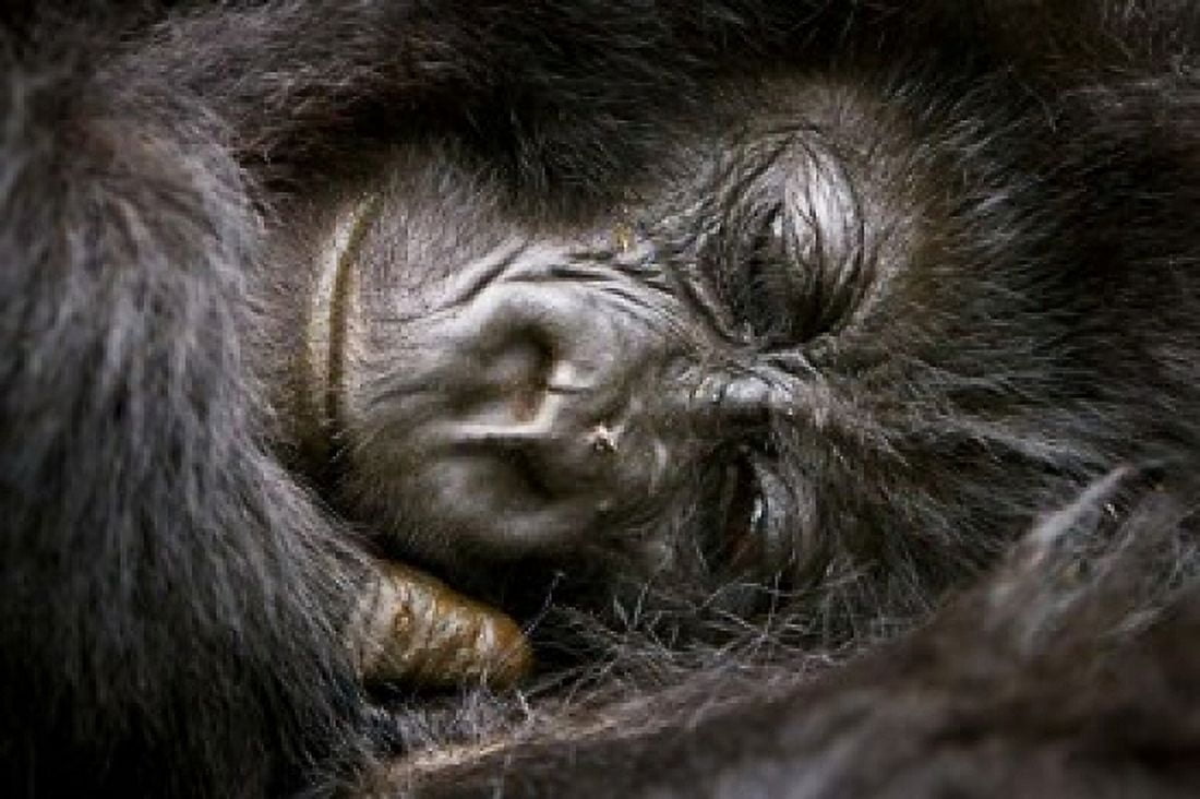 Rwanda Volcanoes NP Mountain Gorilla Sleeping Canvas Art - Ralph H Bendjebar DanitaDelimont (37 x 25)
