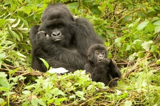 Rwanda Volcanoes NP Mountain Gorilla with baby Canvas Art - Joe & Mary Ann McDonald DanitaDelimont (17 x 11)