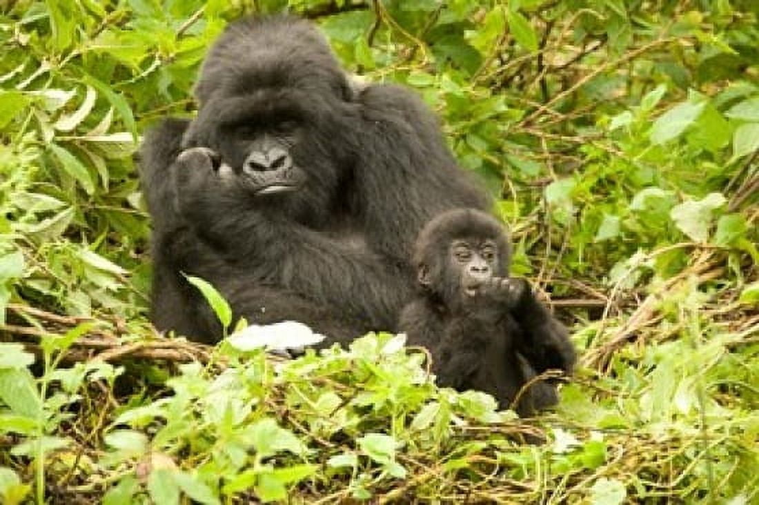 Rwanda Volcanoes NP Mountain Gorilla with baby Canvas Art - Joe & Mary Ann McDonald DanitaDelimont (34 x 23)