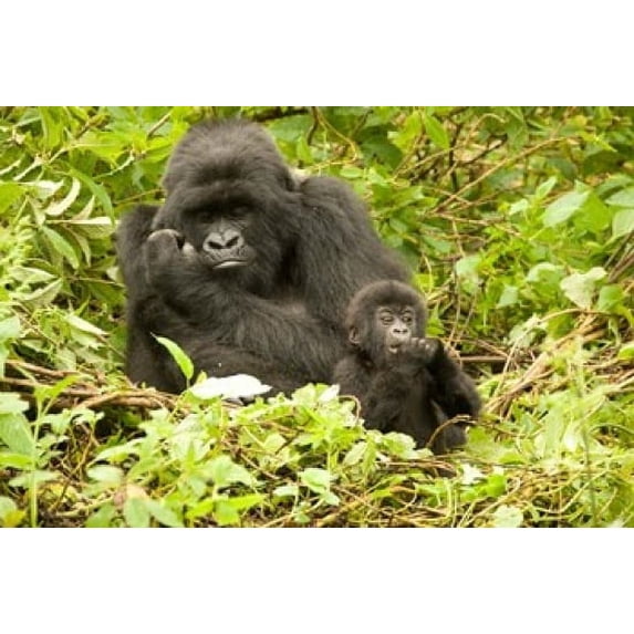 Rwanda, Volcanoes NP, Mountain Gorilla with baby Poster Print by Joe & Mary Ann McDonald (34 x 23)