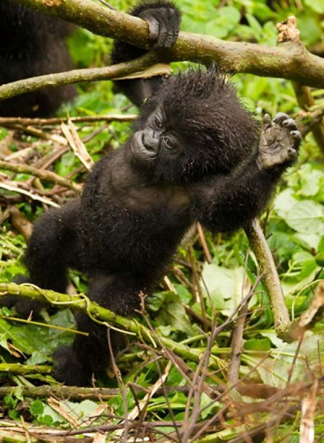 Rwanda Volcanoes Park Baby Mountain gorilla Canvas Art - Joe & Mary Ann McDonald DanitaDelimont (22 x 30)
