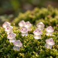 thumbnail image 1 of Rwvbm 50Pcs Luminous Mini Resin Mushrooms, Glow in The Dark Tiny Mushroom Figurines for Fairy Garden, Terrarium, DIY Crafts and Home Decor Display, 1 of 6