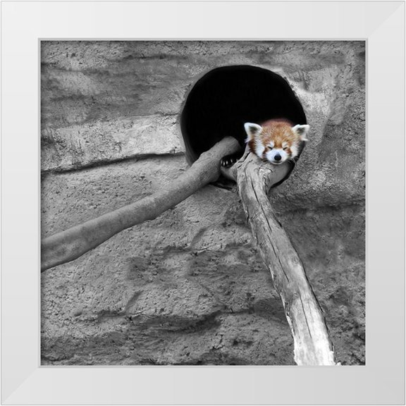 Ryan, Brooke T. 12x12 White Modern Wood Framed Museum Art Print Titled - Red Panda Sleeping