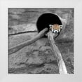 thumbnail image 1 of Ryan, Brooke T. 15x15 White Modern Wood Framed Museum Art Print Titled - Red Panda Sleeping, 1 of 4