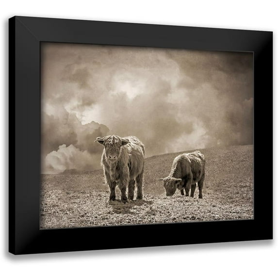 Ryan, Brooke T. 24x20 Black Modern Framed Museum Art Print Titled - Scottish Highland Cattle No. 2