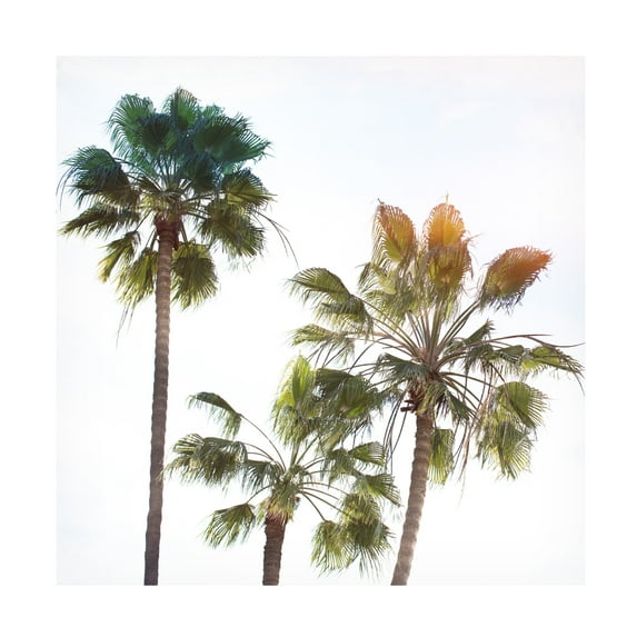 Ryan Hartson Weddle 'Palmetto III' Canvas Art