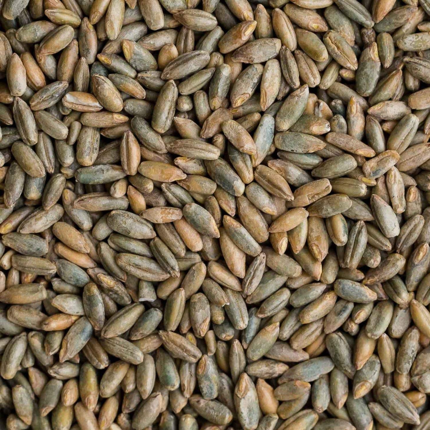 Products With Rye Rye Berries | 4 Pounds | Whole Rye Grain | Non-GMO Bulk Dry | Great for ...