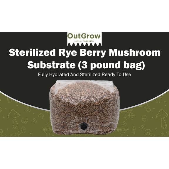 Rye Berry Grain Spawn Bag – 3lb Sterilized Mushroom Substrate with Injection Port