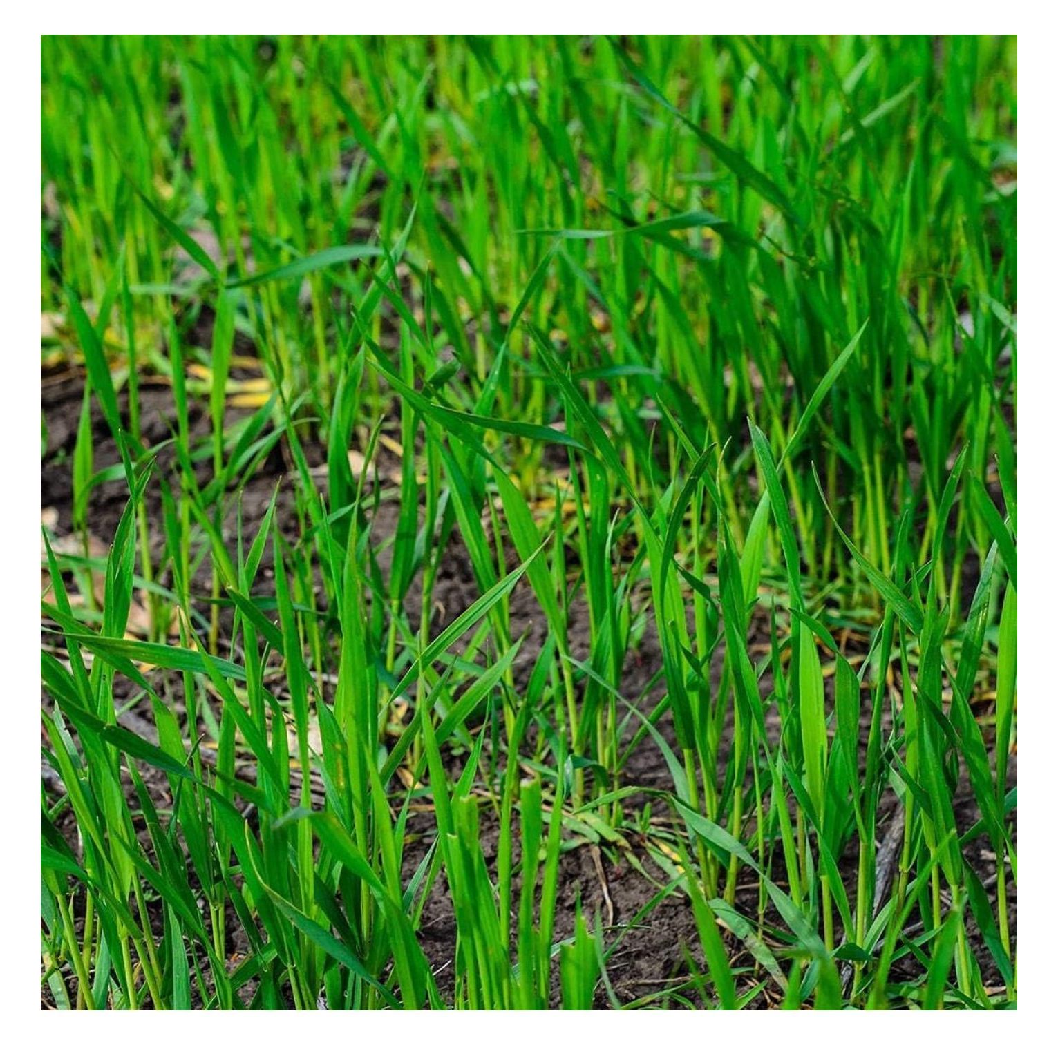 Rye Grass Seed Fast Growing and Hardy Grass, Cover Crop, Food Plot