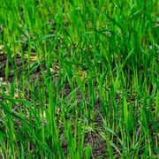 CZ Grain 10lb High Germination Rate Ryegrass Plant Seeds